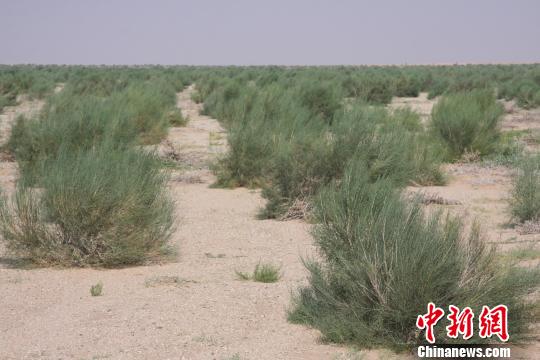 图为资料照片。图为已经生长三年了的造林地。　宗别立 摄