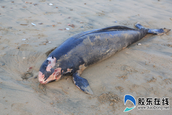 蓬莱一公园海滩现死亡海猪 属国家二级保护动物