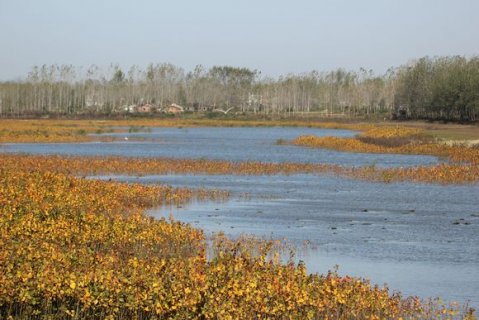 淮南湿地:淮河岸畔一道亮丽的风景线