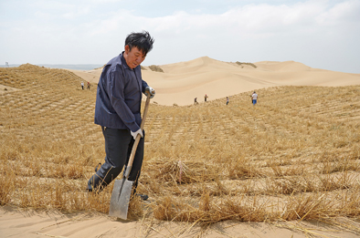 在宁夏灵武市白芨滩国家级自然保护区,王有德在治沙一线扎草方格(2013