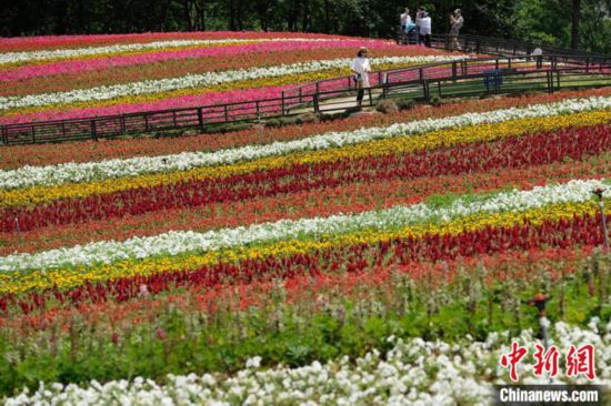 南京市江宁七彩花海醉游人 鲁冰花万寿菊等次第开放