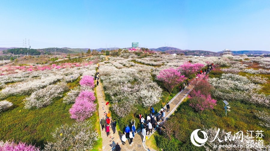 县域 县域地理   眼下,南京溧水区傅家边的梅花山花开似雪,吸引游客无