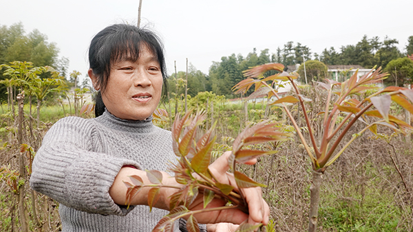 村民在基地采摘香椿.