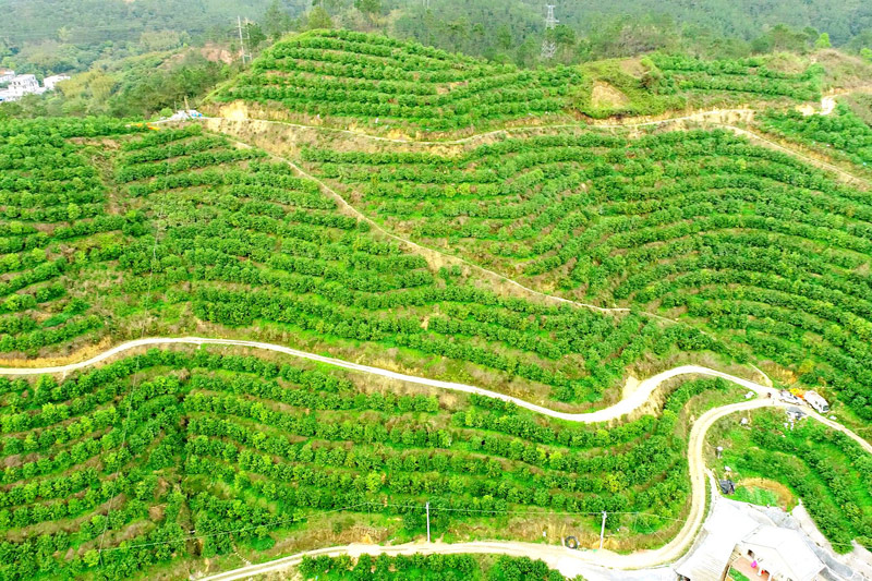 马路镇义垌村沃柑种植基地航拍图。黄红丽摄