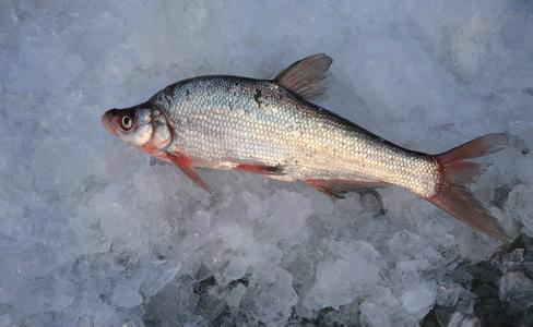 黑龍江雞西密山市特產興凱湖大白魚圖