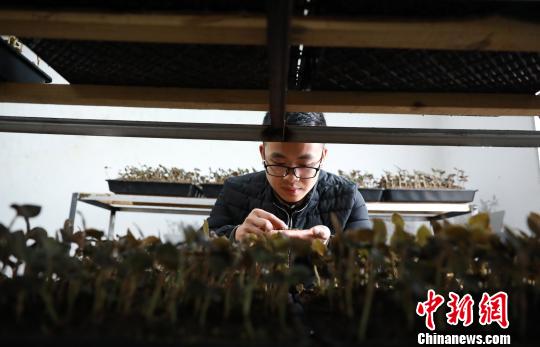 罗文明在培植室内分析培植金线莲种苗土壤的质量。　黄晓海 摄