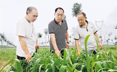 衡水市桃城区赵圈镇前铺村党支部书记张国范(中)和村干部一起查看