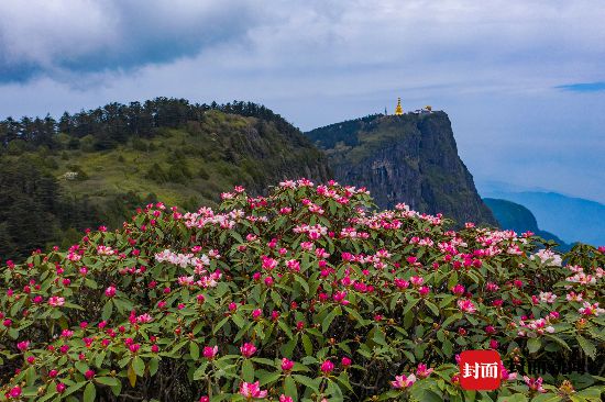 高山杜鹃花连片绽放 峨眉山迎来最美赏花季