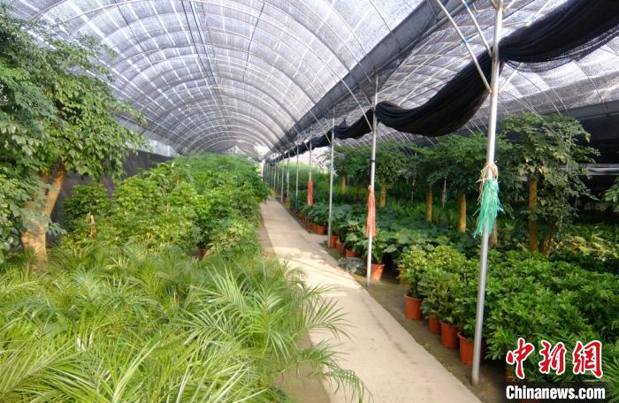 新港村花卉市場大棚內花卉苗木鬱鬱蔥蔥. 於從文 攝