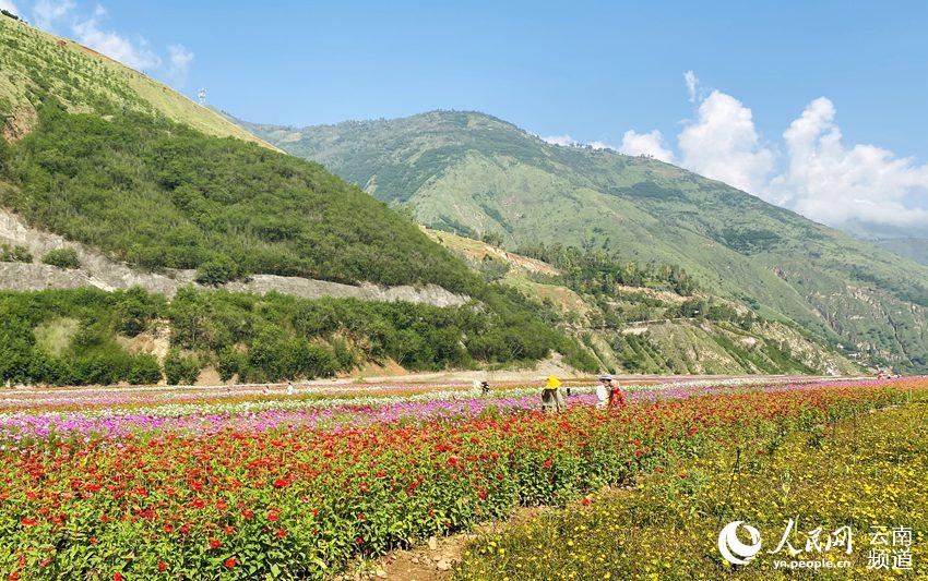 昆明市東川區:廢棄尾礦庫變身百畝花海