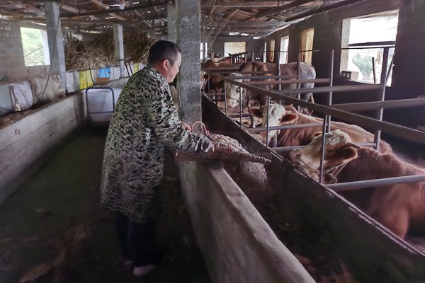 张佐良正在给牛喂食（供图）