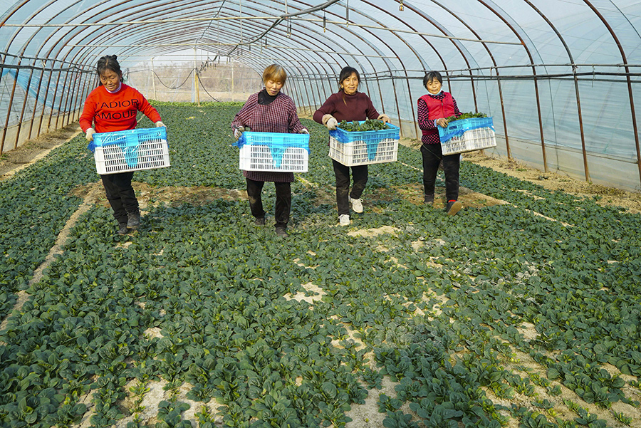 如今种植销售菠菜已成为陈台村村民致富手段。李向前 摄