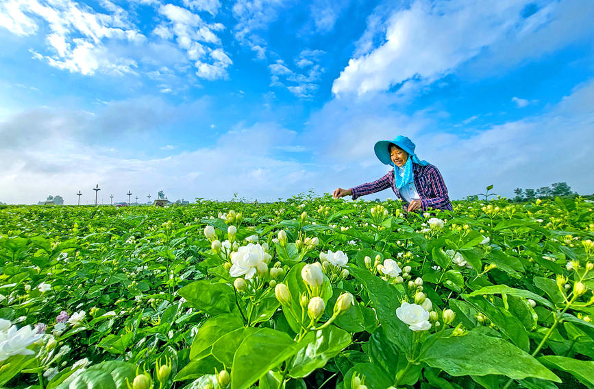 花农在采摘茉莉花。黄汝德摄.jpg