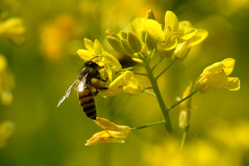 一只蜜蜂在油菜花上采花粉