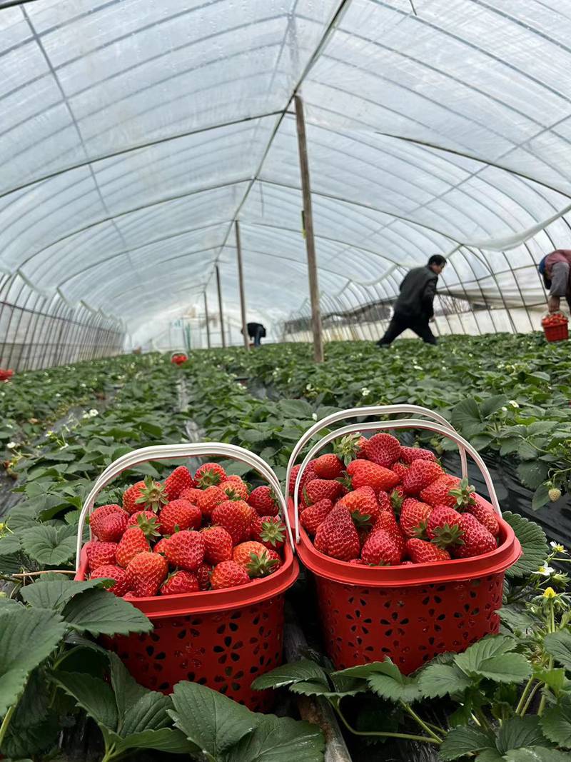 1.游客在基地体验采摘草莓。