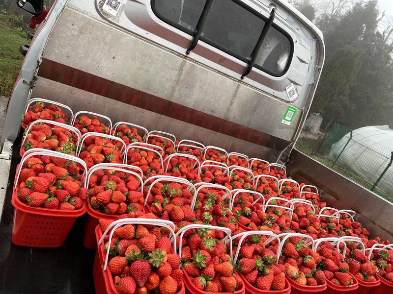 4、采摘好的草莓，准备为顾客送货上门。