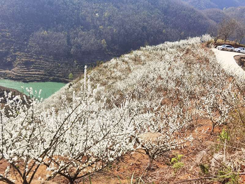 漫山遍野的李花缀满枝头。