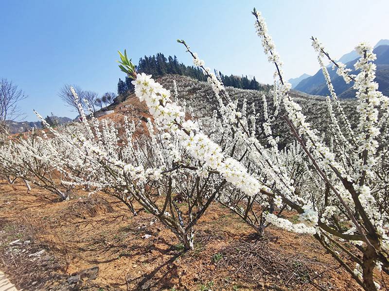 漫山遍野的李花缀满枝头。