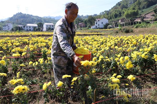 支部助力乡村振兴