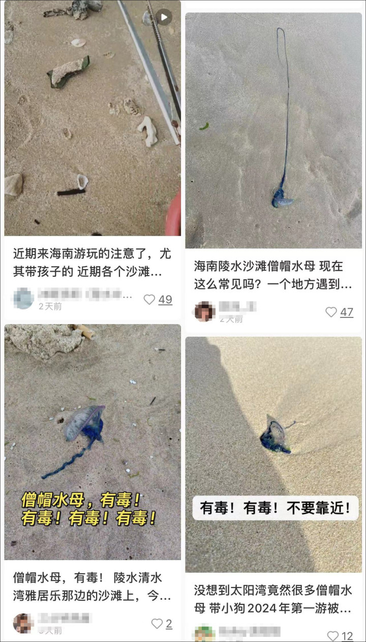 三亚沙滩现多起剧毒僧帽水母伤人事件专家解释可能有特殊的风浪海流把