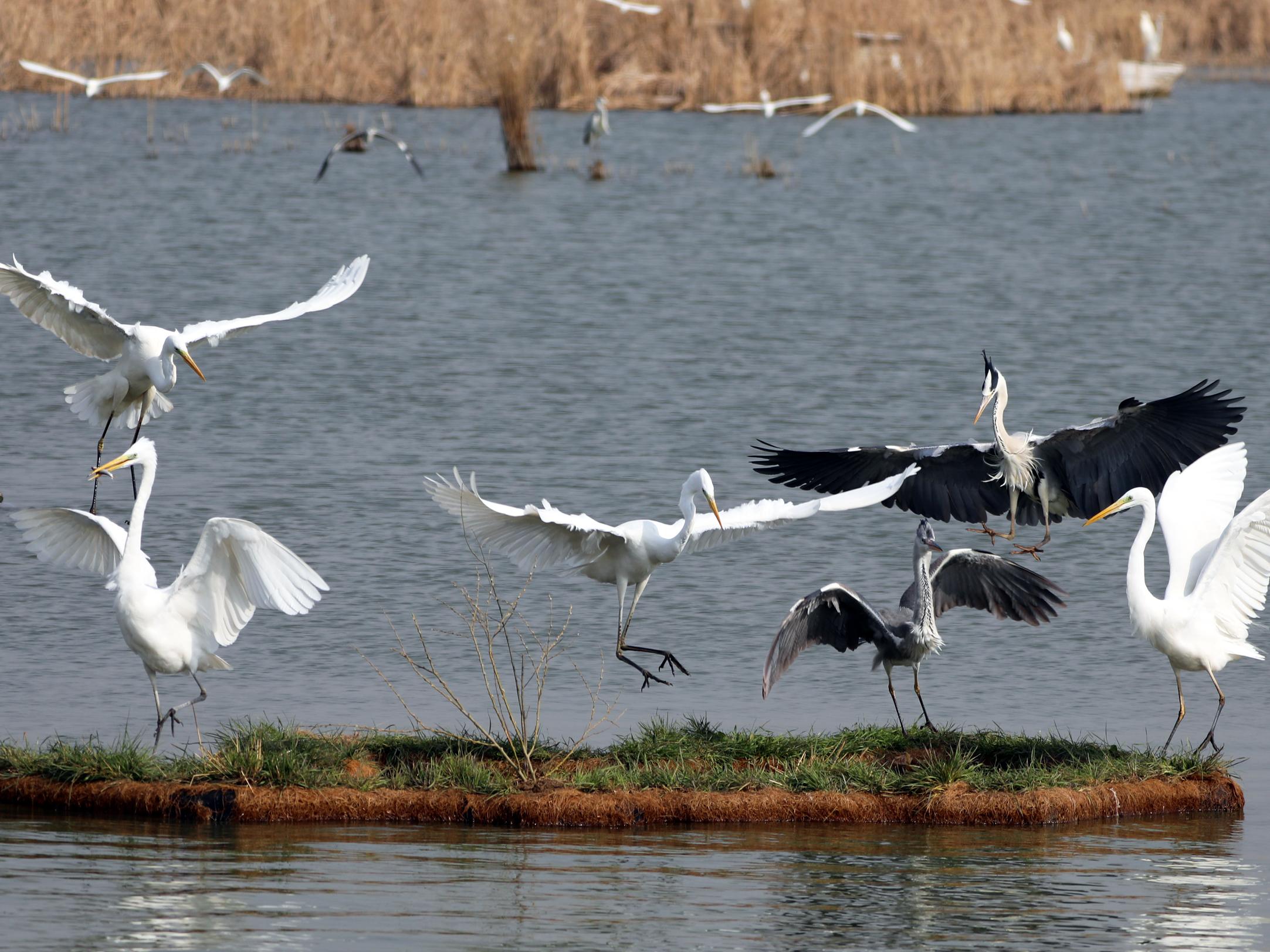 河北衡水湖国家自然保护区发布全季观鸟图