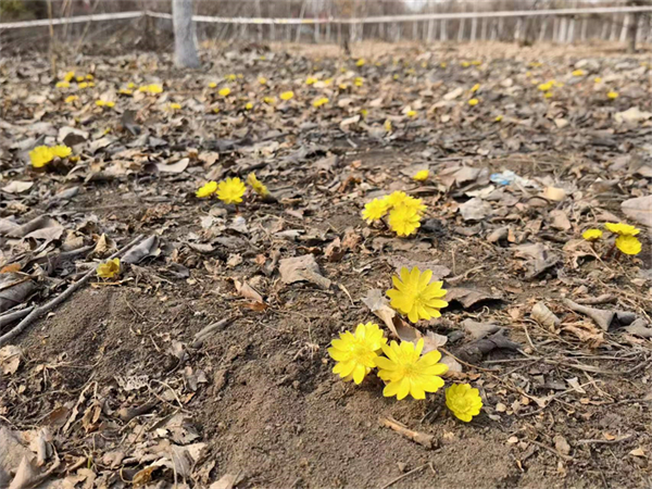 冰凌花简介图片